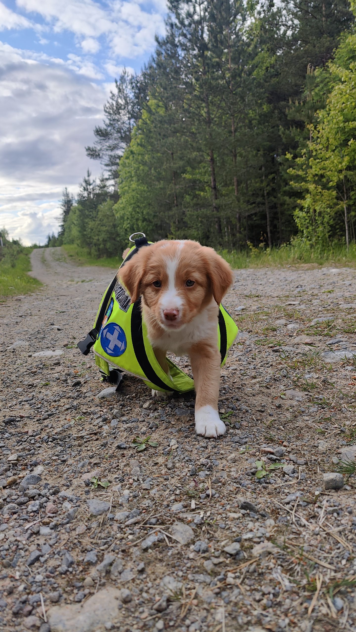 kuva koiranpennusta